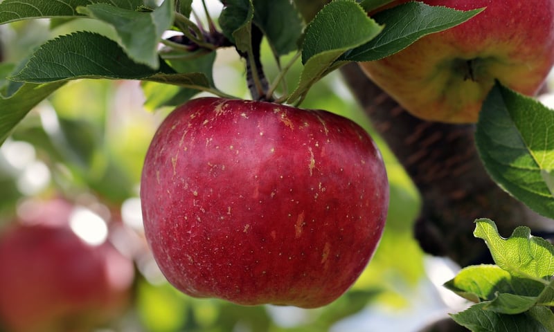 Fruit Trees in a Garden