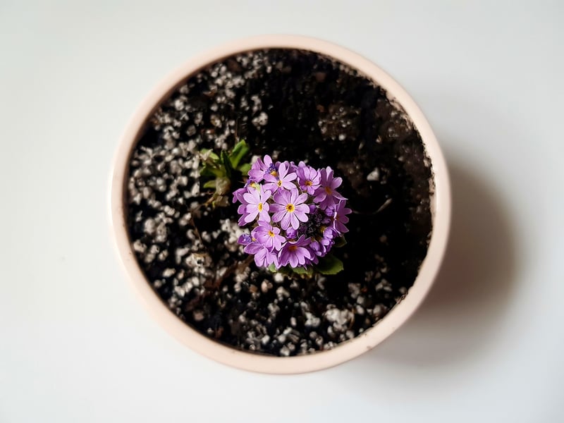 potted plants