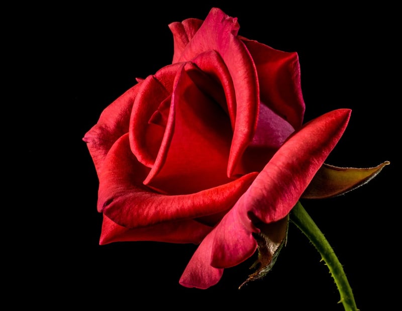 Climbing Rose Plant